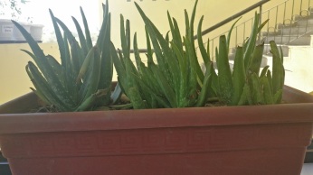 Aloe Vera growing inside the cafe